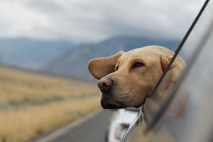 Road trip pup